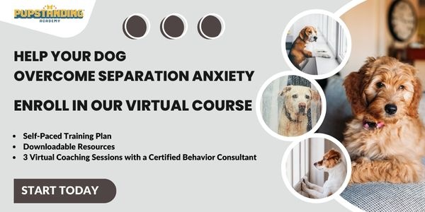 How to Prevent Separation Anxiety in Dogs