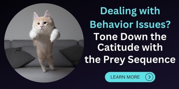 Feline Communication: How to Speak Cat & Understand Cat Behavior
